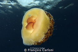 egg jellyfish by François Carloni 